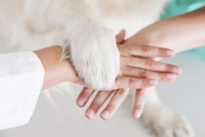 Handshake between dog and veterinarian hand