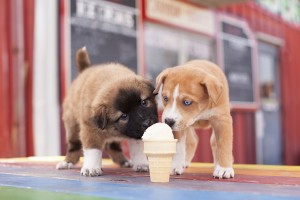 A pair of puppies licking an ice cream cone